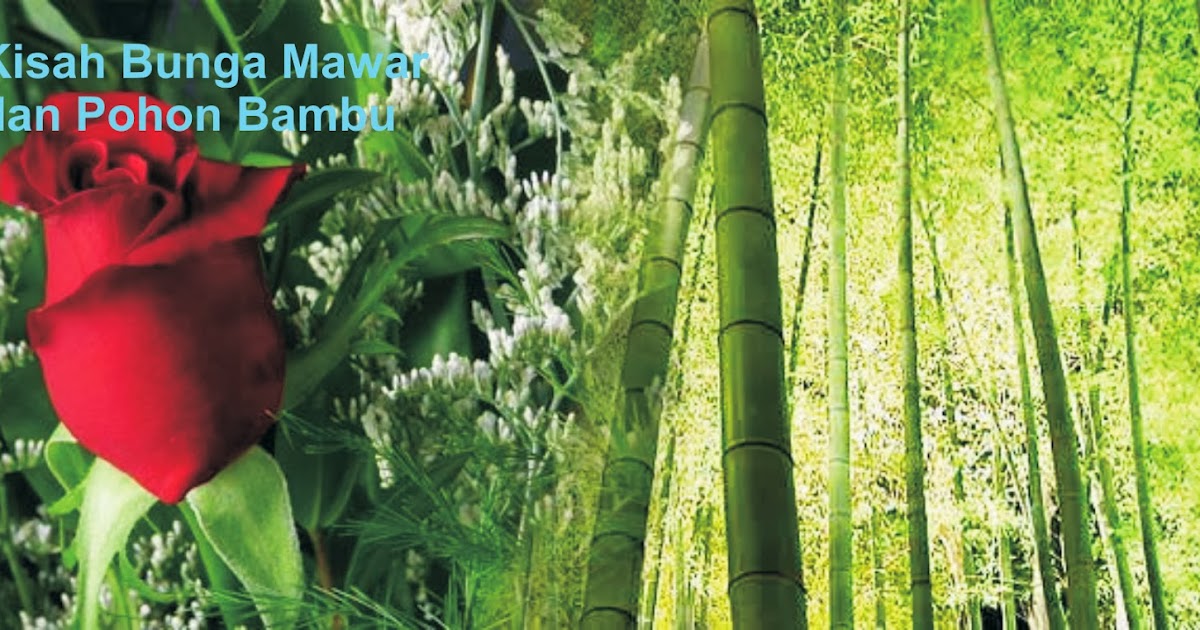Kisah Bunga Mawar dan Pohon Bambu Penuh Pelajaran Hidup 