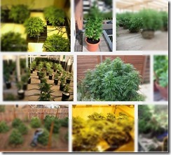 Growing pot without dirt can be grown in a pot