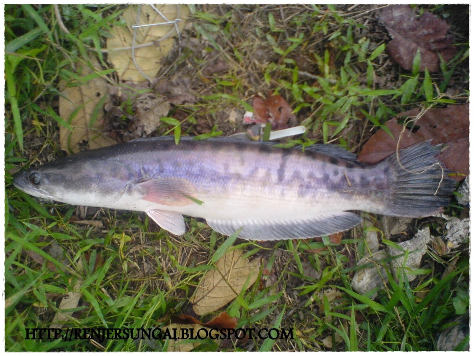  Gambar Ikan Toman  Dunia Binatang