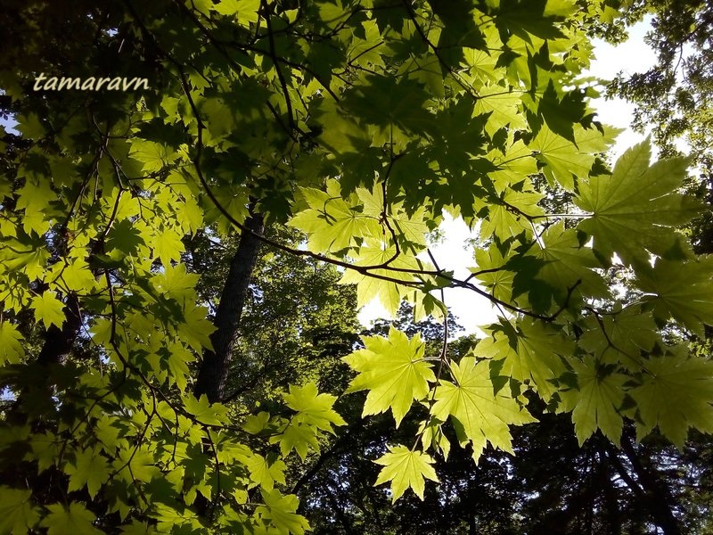 Клён ложнозибольдов (Acer pseudosieboldianum)