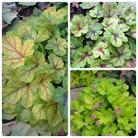 Гейхерелла (Heucherella hybrida) 'Sunspot'