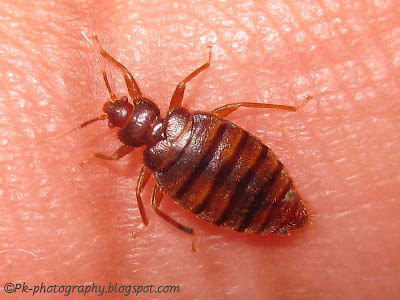 bed bug image