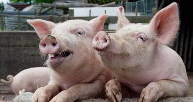 भारत सरकार ने बताया कि भारत में 1 करोड़ सूअर हैं और .......
