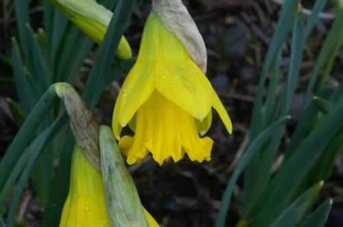 types of flowers with bulbs Names and Types of Daffodil Flowers | 500 x 332