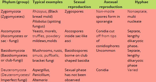 FSc Biology Part 1 XI 11th Chapter 8 Fungi The Kingdom of Recyclers Notes Long Questions fscnotes0