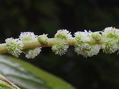 密花佇麻的雌花