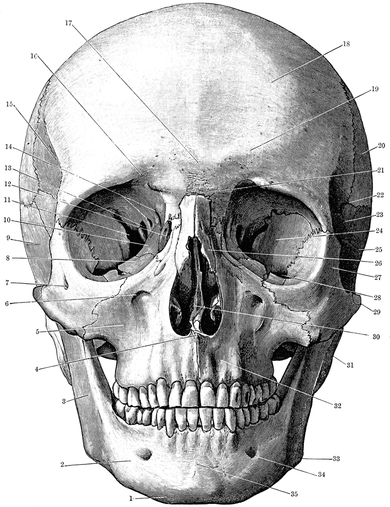  gambar  Gambar  Tengkorak  Lengkap