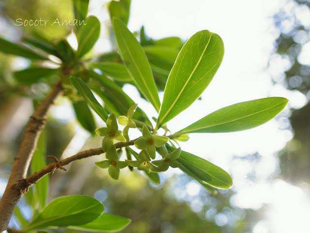 Daphne pseudomezereum