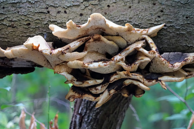 Growth on tree on Mast Trail, Rouge Park