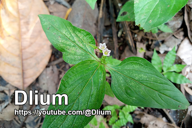 Dlium Pink weed (Spigelia anthelmia)