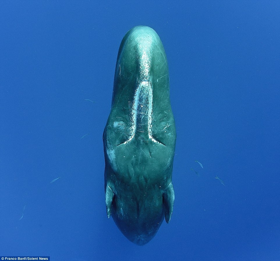 sperm-whales-franco-banfi-1