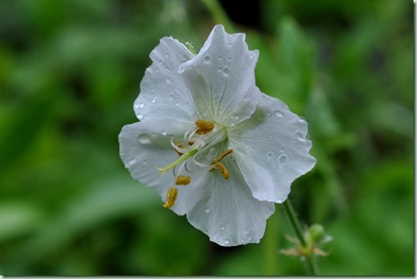 G. phaeum 'Album' ?