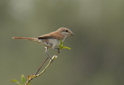 red-backed-shrike