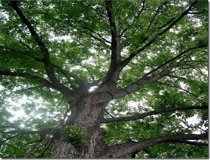 Nogueira a árvore de pecan