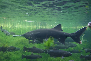 Evolutionists call the paddlefish prehistoric. It is a living fossil. This and its intelligent design defy evolution, but also affirm recent creation.