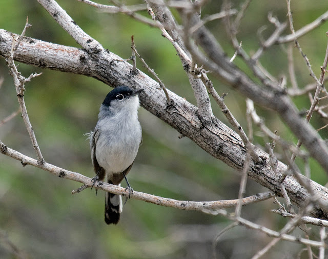 Black-tailed Gnatcatcher