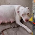 Pregnant Pitbull Almost Giving Birth CrieԀ For Her Puppies in ColԀ Night After Being AbanԀoneԀ