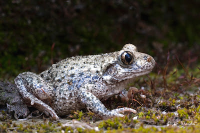 Midwife Toad