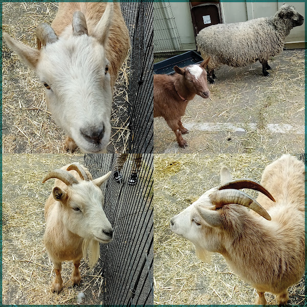 posada goats and sheep