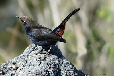 "Male Indian Robin (Copsychus fulicatus) are primarily black with chestnut bottom feathers,  Males also have a white shoulder patch and a relatively long tail.Perched on a rock attired in mating plumage feathers."