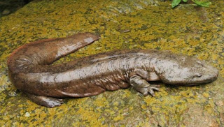 10 Contoh Hewan Amphibi Beserta Gambar Dan Penjelasannya