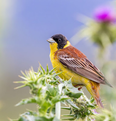 Black-headed Bunting in Lesvos