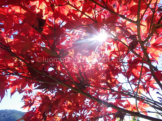 Wuling Farm maple autumn foliage