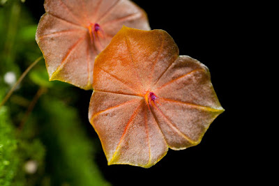 Lepanthes telipogoniflora care and culture