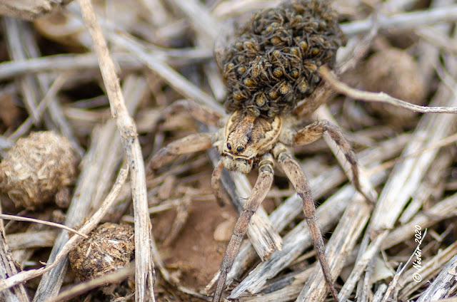 Araña Lobo. Lycosidae