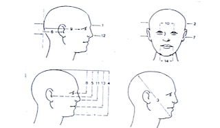  Anthropometri Kepala 