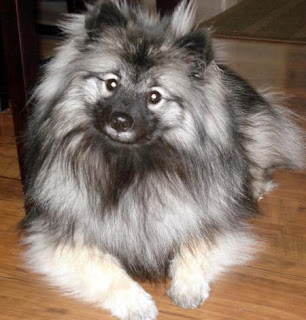 keeshond puppy pets dog animal deutscher wolfsspitz