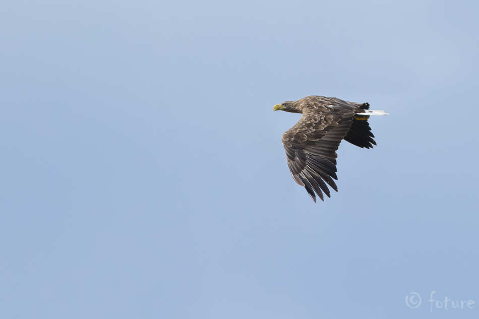 Merikotkas, Haliaeetus albicilla, White-tailed Sea-eagle, kotkas