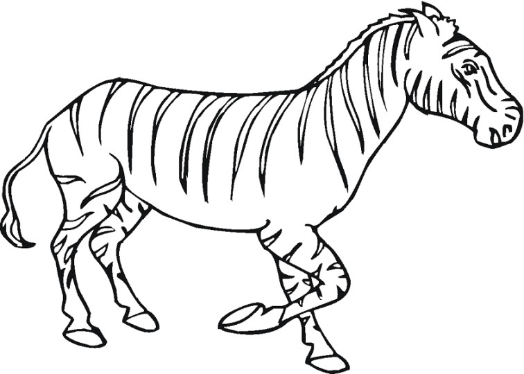  Gambar  Mewarnai Zebra  Terbaru gambarcoloring