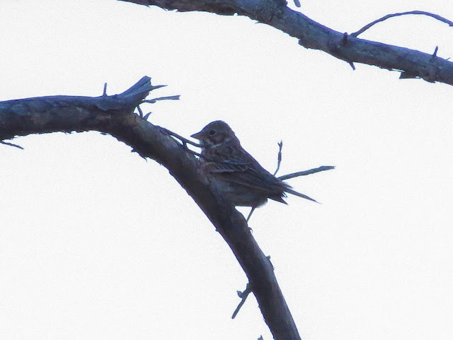 Vesper Sparrow - Grayling Forest, Michigan, USA