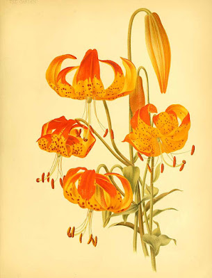 Лилия леопардовая (Lilium pardalinum)