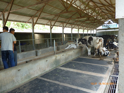 ternak sapi potong  kandang sapi modern