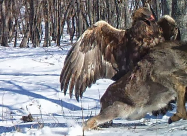 Golden Eagle Flies off with Deer