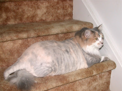 Shaved Pussy Cats