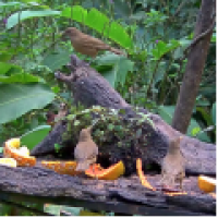 Panama Fruit Feeder Cam