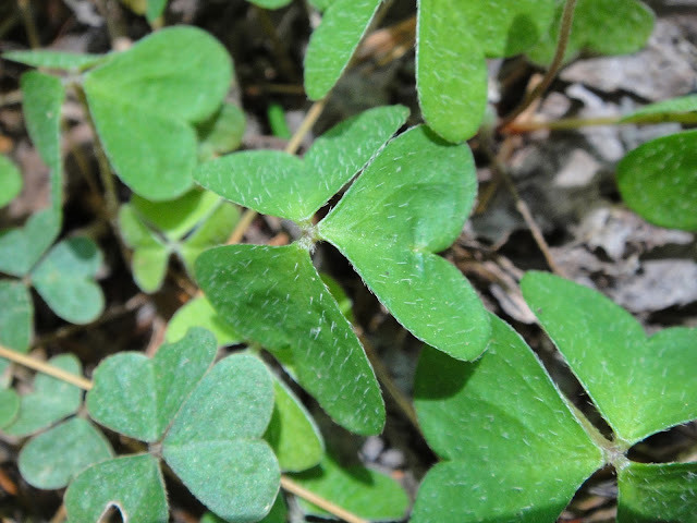 Кислица горная (Oxalis montana)