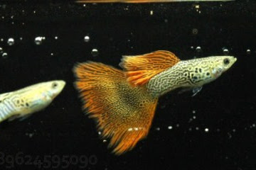 IKAN GUPPY RED LACE