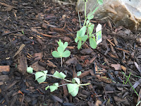 rabbit damage false indigo