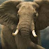  Curious Facts About Elephants