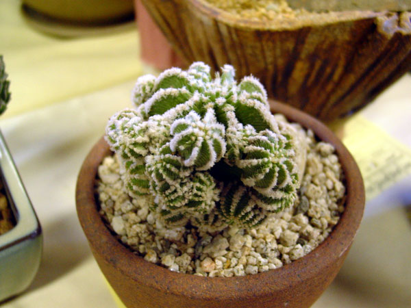 xuong-rong-aztekium-hintonii