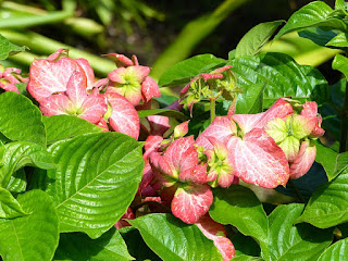 Mussaenda rose - Mussaenda alicia - Mussaenda philipica x Mussaenda erytrophylla 