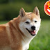 Shiba Inu Latest Updates:Can Shiba Inu Hit 0.01$ in 2023