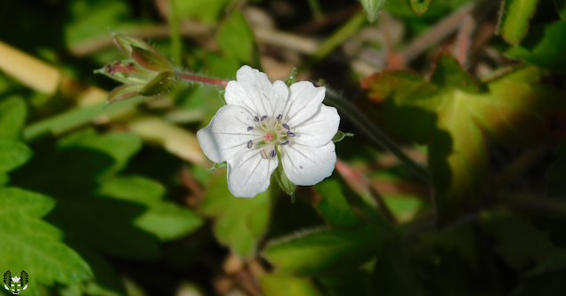 ゲンノショウコ(現の証拠)Geranium thunbergii