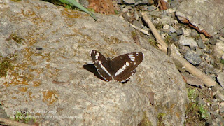 Limenitis camilla DSC91867