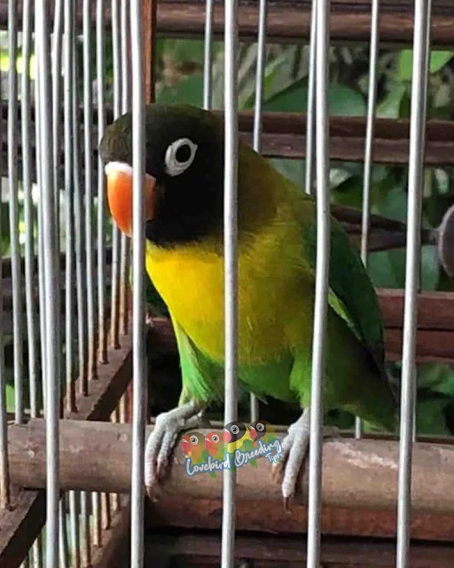 yellow face green Lovebirds Mutations