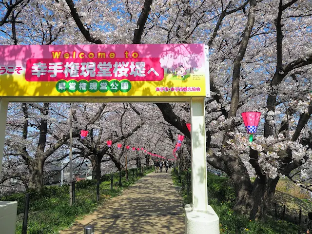 幸手権現堂桜堤